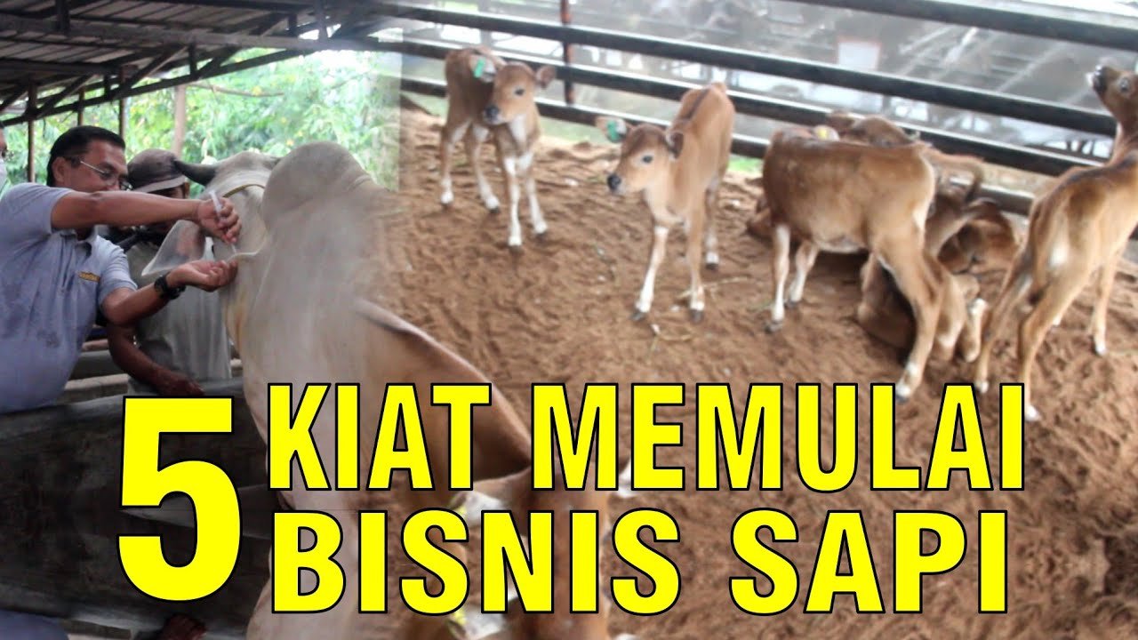 
                                 Kiat-Memulai-Bisnis-Sapi